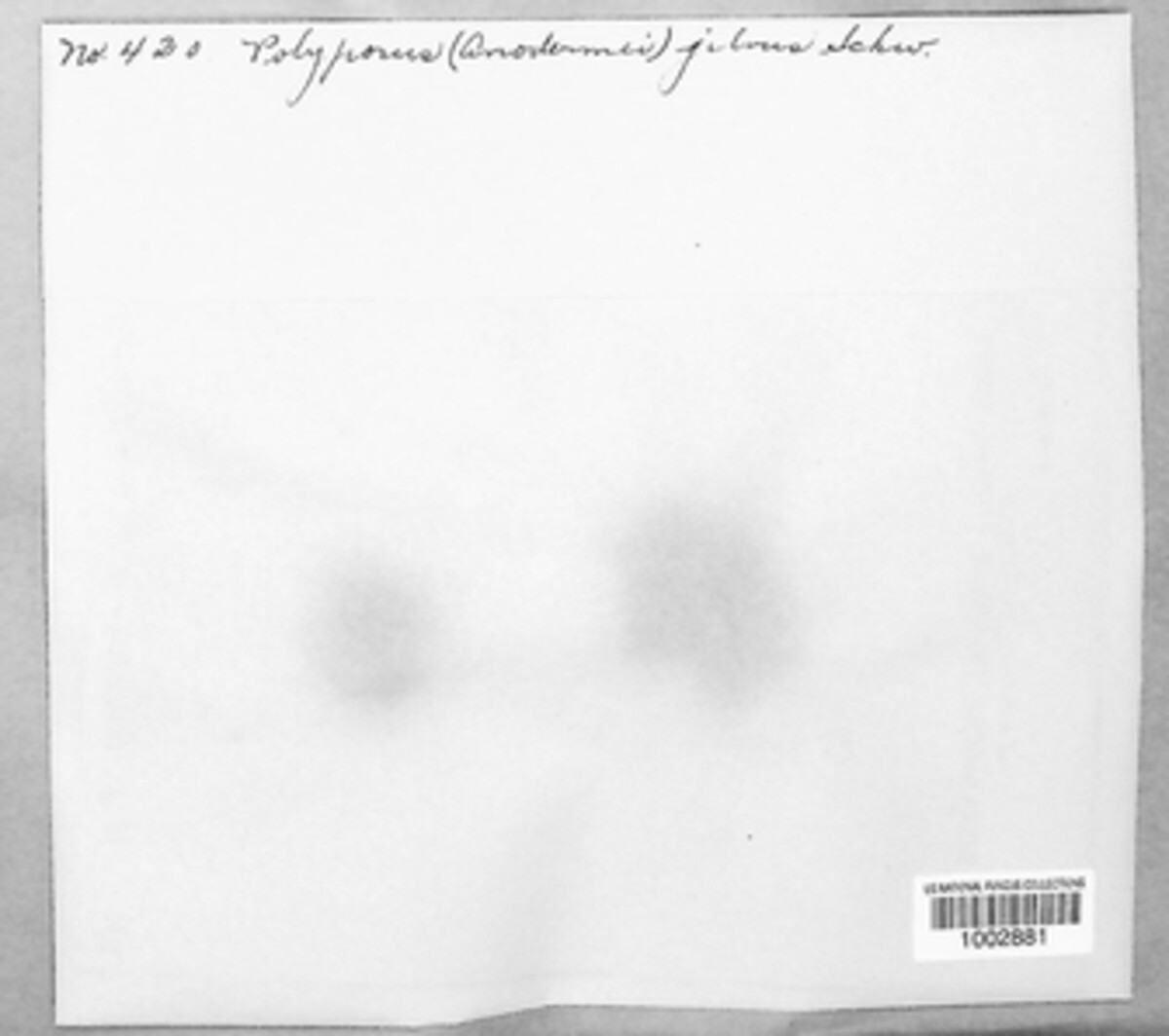 Phellinus gilvus image